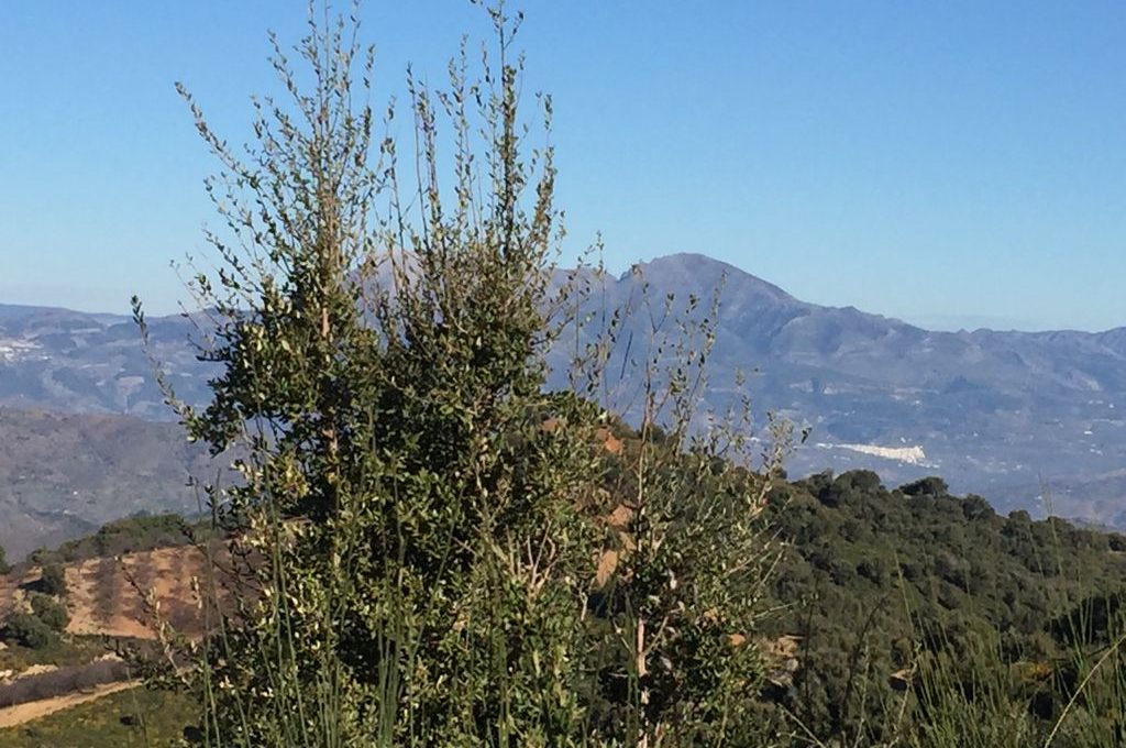 suelo-agrario-en-ojen