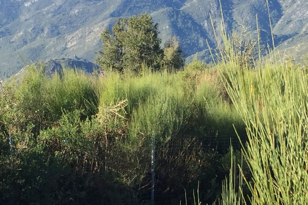 suelo-agrario-en-ojen